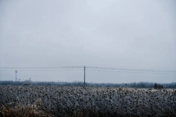 Rural winter landscape in Texas with icy weather.