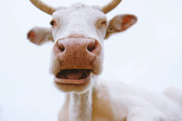 Zbliżenie Zmęczonej Krowy Rogami Duży Nos Mrugnięcie Farmie Bydła — Zdjęcie stockowe