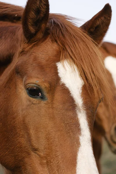 Curious Chestnut Quarter Horse Close — Stock Photo, Image