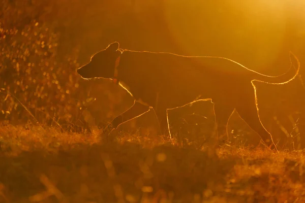 Dog on adventure through rural field with glow of sunset creating warmth in nature atmosphere.