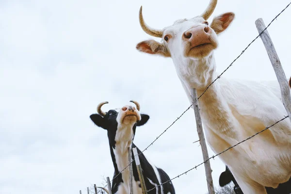 Melkveehouderij Toont Koeien Aan Hek Met Lucht Achtergrond Kopieer Ruimte — Stockfoto