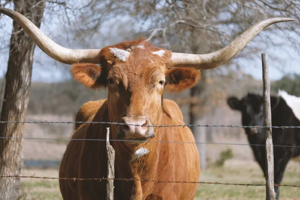 Texas longhorn cow close up at farm fence