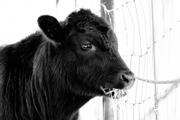 Baby Calf Eating Hay Black White Profile View Cow — Stock Photo, Image