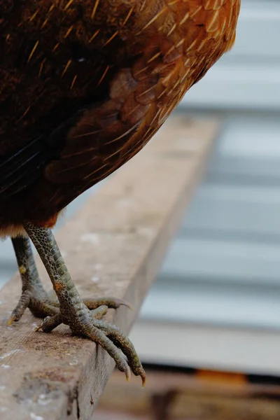 Poultry Farm Shows Chicken Legs Claws While Standing — Stock Photo, Image