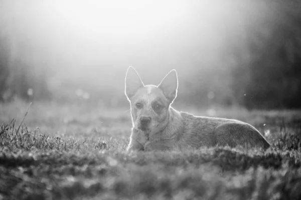 Heeler Looking Camera Shows Cattle Dog Laying Peaceful Sunset Looking — Stock Photo, Image