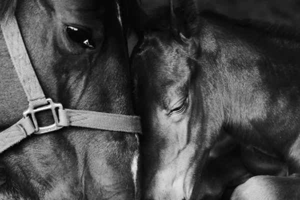 Tender Moment Mom Horse Baby Shows Mare Newborn Black White — Stock Photo, Image