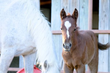 Çiftlikteki atlar Colt 'un arka planda gri kısrakla kameraya baktığını gösteriyor..
