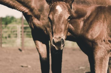 Kameraya bakan sevimli kahverengi tay, yavru tay at..