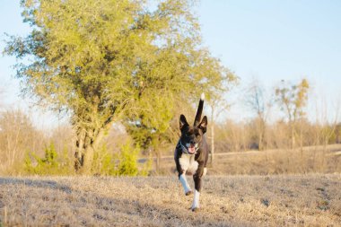 Kırsal alanda koşan evcil köpek, mutlu ve sağlıklı açık hava egzersizi..