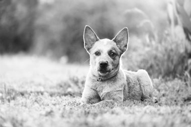 Peaceful Heeler 'ın sığır köpeği açık havada siyah beyaz altın saatinde yatıyor..
