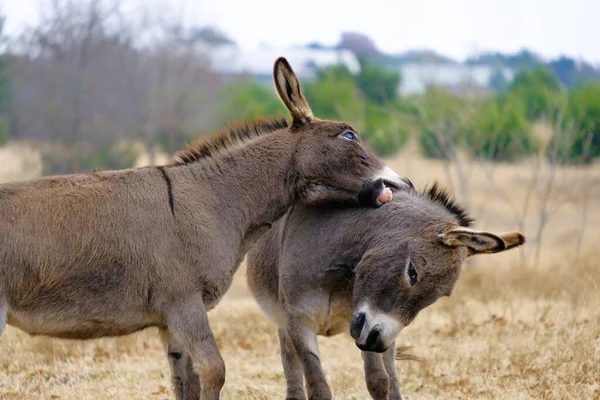 Mini Donkeys Playing Farm Pasture — Stock Photo, Image