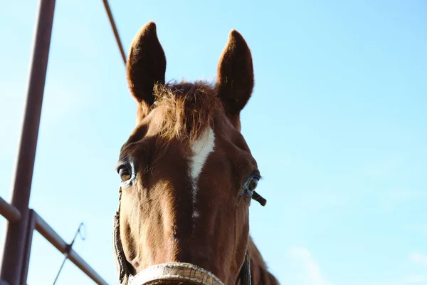 Коричневая Лошадь Смотрит Камеру Фоне Неба — стоковое фото