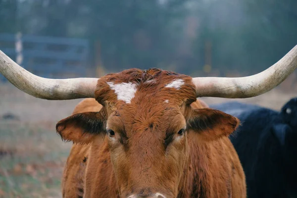 Mlhavé Vlhké Počasí Farmě Ukazuje Longhorn Kráva Dívá Kameru — Stock fotografie