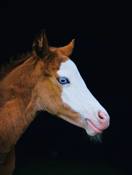 Closeup Portrait Bald Face Blue Eyed Foal Black Background — Stock Photo, Image