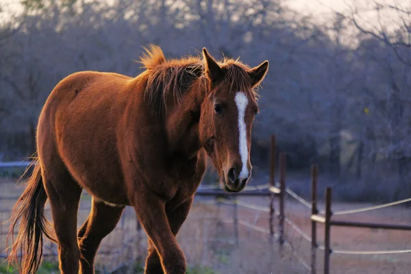 Yegua Caballo Cuarto Granja Paisaje Texas Durante Temporada Invierno —  Fotos de Stock