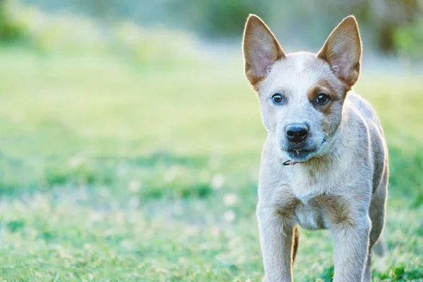 Κόκκινο Κουτάβι Heeler Δείχνει Βοοειδή Σκυλί Closeup Κοιτάζοντας Κάμερα Κατά — Φωτογραφία Αρχείου