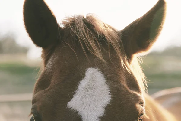 Close up of horse forelock with star on head.