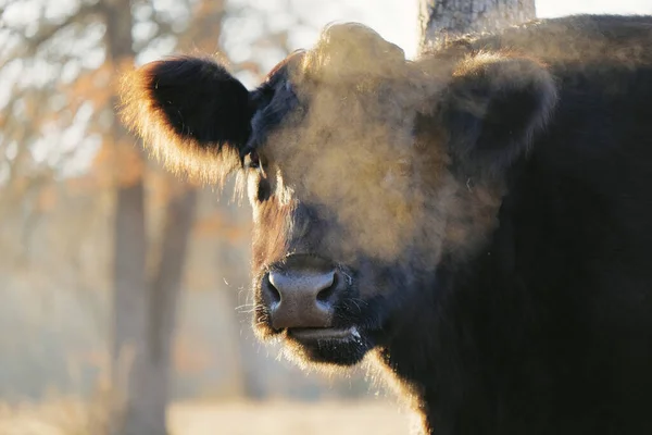 Zbliżenie Pary Przez Pasek Galoway Krowy Zimą Chłodny Poranek Farmie — Zdjęcie stockowe