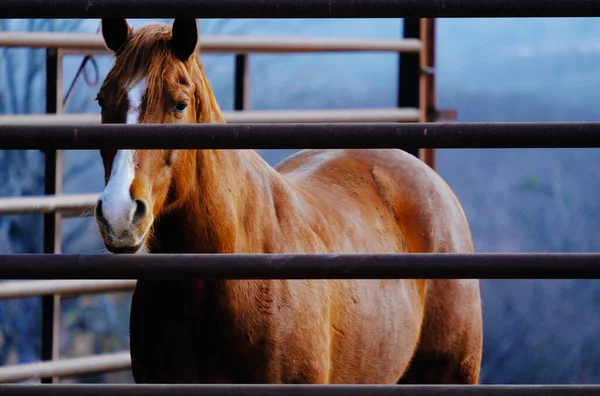 Caballo Yegua Detrás Cerca Granja —  Fotos de Stock