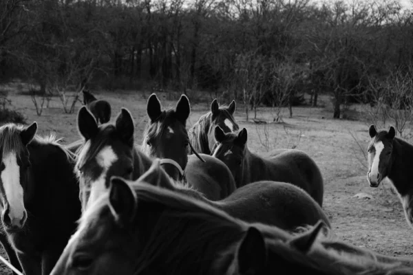 Группа Кобыл Крупном Рогатом Скоте Лошади Зимой Техасский Пейзаж Черно — стоковое фото