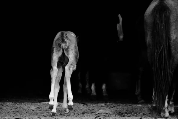 Playful Butt Horse Foal Black Background Farm — 图库照片