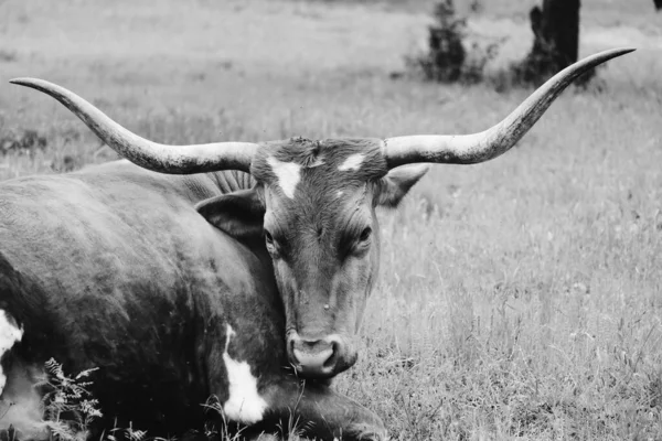 Luie Koe Toont Texas Longhorn Liggen Closeup Zwart Wit — Stockfoto