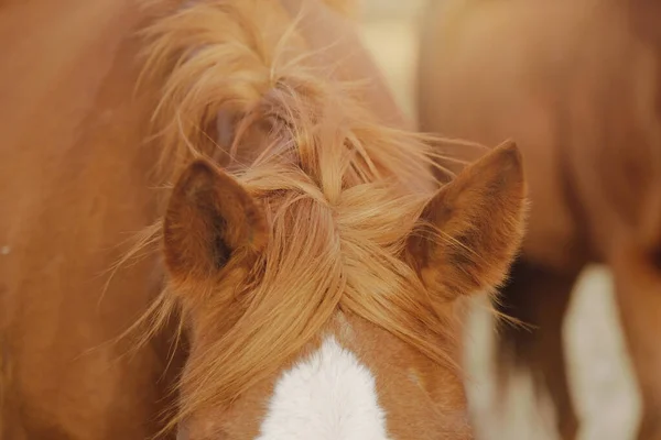 Zdrowe Końskie Włosy Pokazują Grzywę Bliska — Zdjęcie stockowe