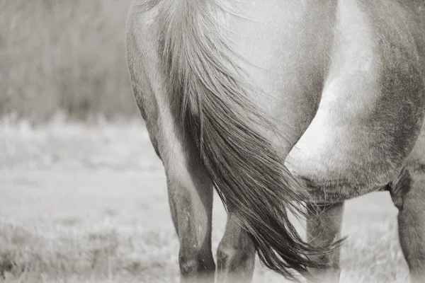 Close up of horse tail in sepia monochrome tones with windy motion, rustic style.