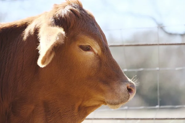 Visão Perfil Cabeça Bezerro Mestiça Brahman Vermelho Close Fazenda Carne — Fotografia de Stock