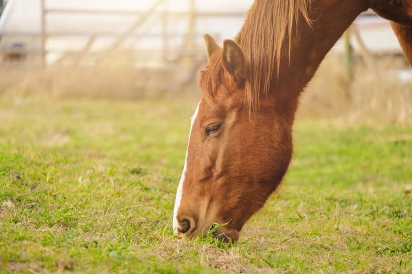 Kůň Pasoucí Louce Klos Eup — Stock fotografie