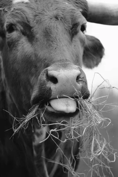 Close Fome Texas Longhorn Vaca Cara Comer Feno Fazenda Preto — Fotografia de Stock