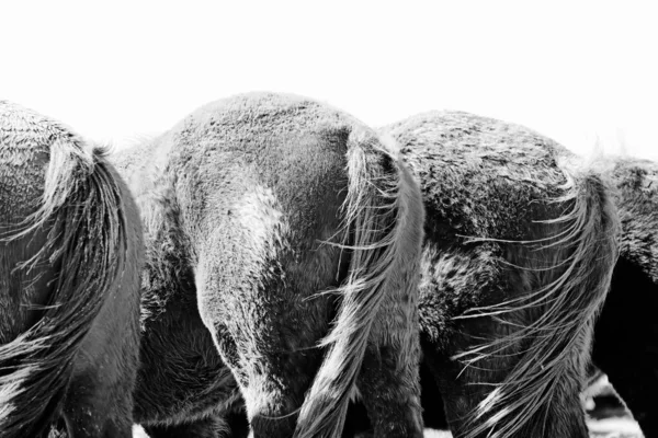 Rustykalna Monochromatyczna Scena Końskich Niedopałków Ogonami Wietrze — Zdjęcie stockowe