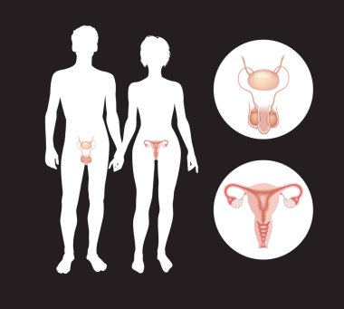 Silhouettes of men and women with reproductive systems, vector illustration clipart