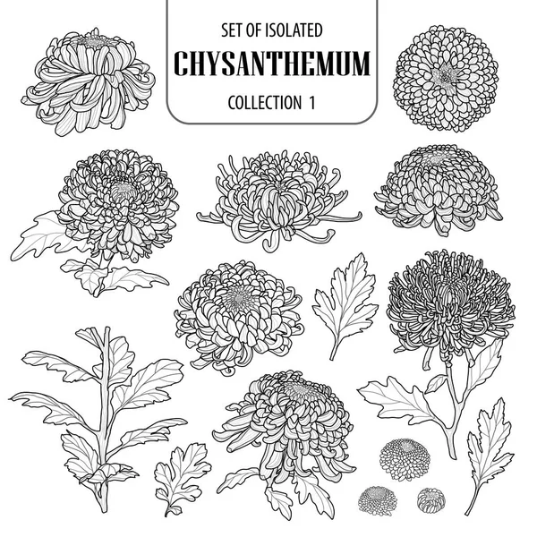 Ensemble de collection isolée de chrysanthèmes 1. Jolie fleur illustra — Image vectorielle