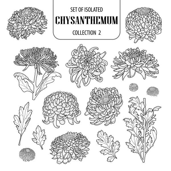 Reihe von isolierten Chrysanthemen Kollektion 2. niedliche Blume Illustration — Stockvektor