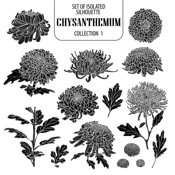 Ensemble de collection isolée de chrysanthèmes 1. Jolie fleur illustra — Image vectorielle