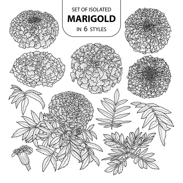 Set marigold terisolasi dalam 6 gaya. Tangan manis digambar vektor III - Stok Vektor