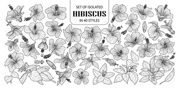 İzole hibiscus 40 stilleri kümesi. Şirin elle çizilmiş Il vektör