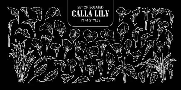 Set isolierter Calla-Lilien in 41 Stilen. Niedliche handgezeichnete Blume — Stockvektor