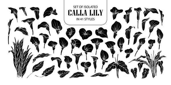 Set aus isolierten Silhouetten-Calla-Lilien in 41 Stilen. Niedliche Hand dr — Stockvektor