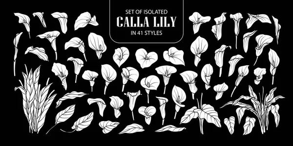 Set isolierter weißer Silhouetten-Calla-Lilie in 41 Stilen. niedlich h — Stockvektor