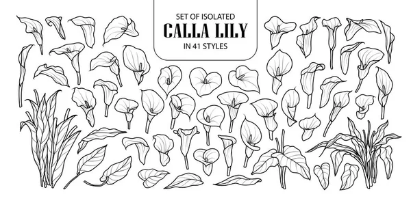 Set isolierter Calla-Lilien in 41 Stilen. Niedliche handgezeichnete Blume — Stockvektor