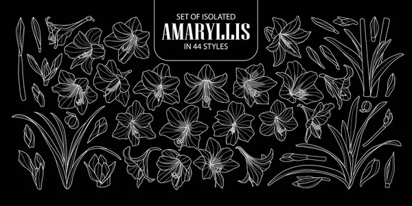 Set aus isolierten Amaryllis oder Hippeastrum in 44 Stilen. Niedliche Hand — Stockvektor