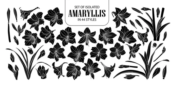 Conjunto de silueta aislada Amaryllis o Hippeastrum en 44 estilos — Archivo Imágenes Vectoriales