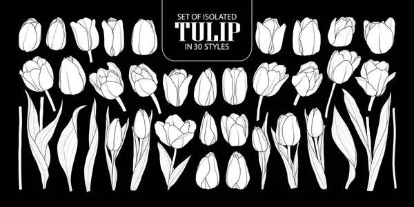 Verzameling van geïsoleerde Wit silhouet Tulip in 30 stijlen. Schattig hand d — Stockvector