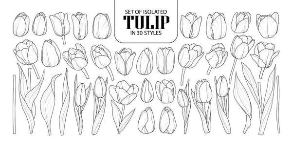 Verzameling van geïsoleerde Tulip in 30 stijlen. Schattig hand getekend bloem vecto — Stockvector