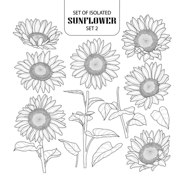 Set of isolated sunflower set 2. — Stock Vector