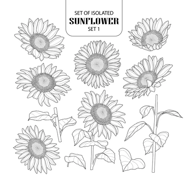 Set von isolierten Sonnenblumen Set 1. — Stockvektor