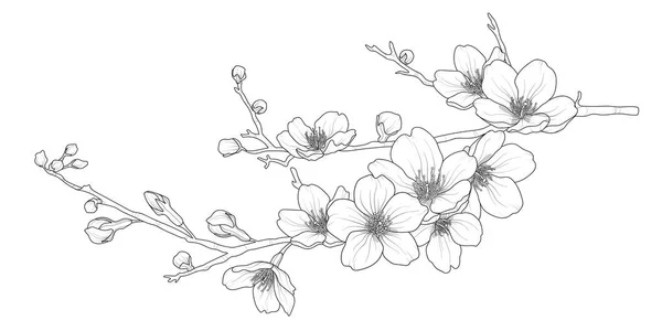 Mignon ensemble de branches de sakura isolées dessinées à la main 1 . — Image vectorielle