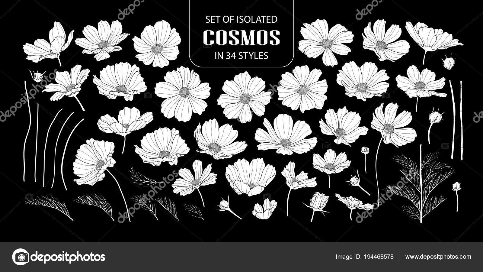 Set Of Isolated White Silhouette Cosmos In 34 Styles Stock Vector C Plawarn